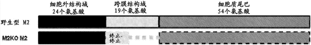 流感病毒突變體及其用途的制造方法與工藝