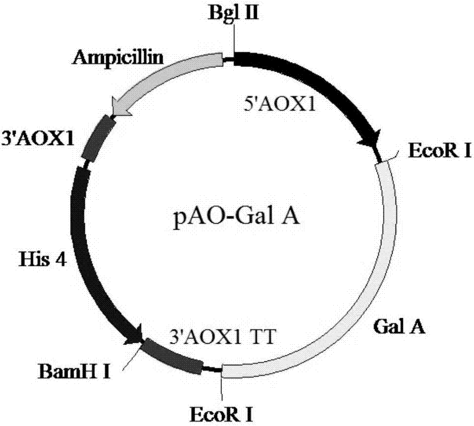 一种α‑半乳糖苷酶基因及其应用的制造方法与工艺