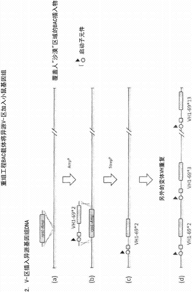 定制供人類使用的抗體、可變結(jié)構(gòu)域和鏈的制造方法與工藝