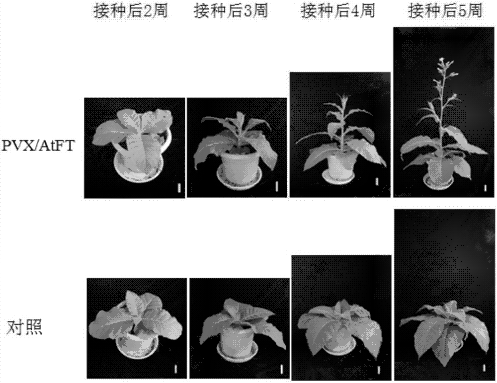 馬鈴薯X病毒在篩選植物開花基因及促開花FT蛋白突變體中的應(yīng)用的制造方法與工藝