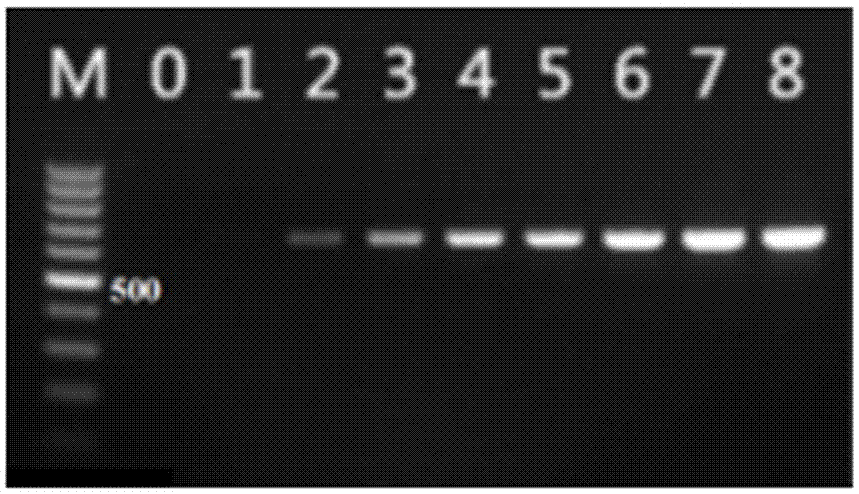 一种转基因大豆检测用多重PCR试剂盒及检测方法与流程