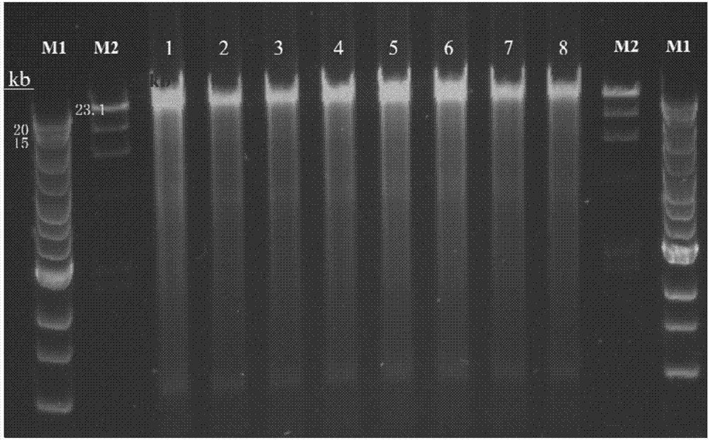 扩增PKD1外显子超长片段的PCR引物、检测PKD1基因突变的试剂盒及应用的制造方法与工艺