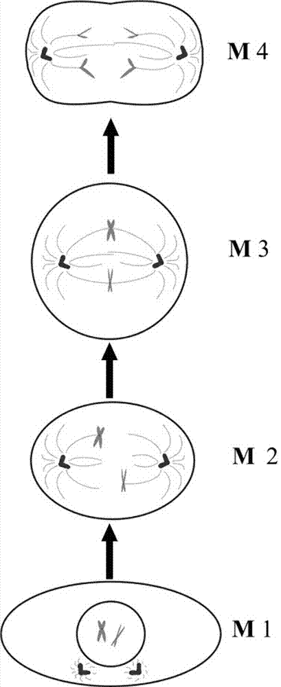 腫瘤細(xì)胞有絲分裂過程生物力學(xué)特征監(jiān)測裝置與監(jiān)測方法與流程