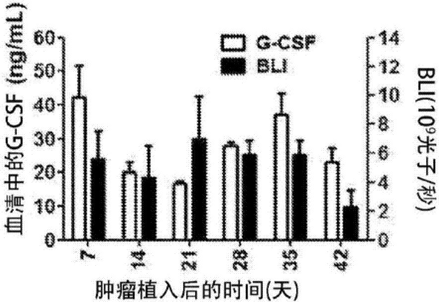 聚乙炔糖苷用于抑制顆粒球骨髓來源抑制細胞活性及腫瘤轉移的用途的制造方法與工藝