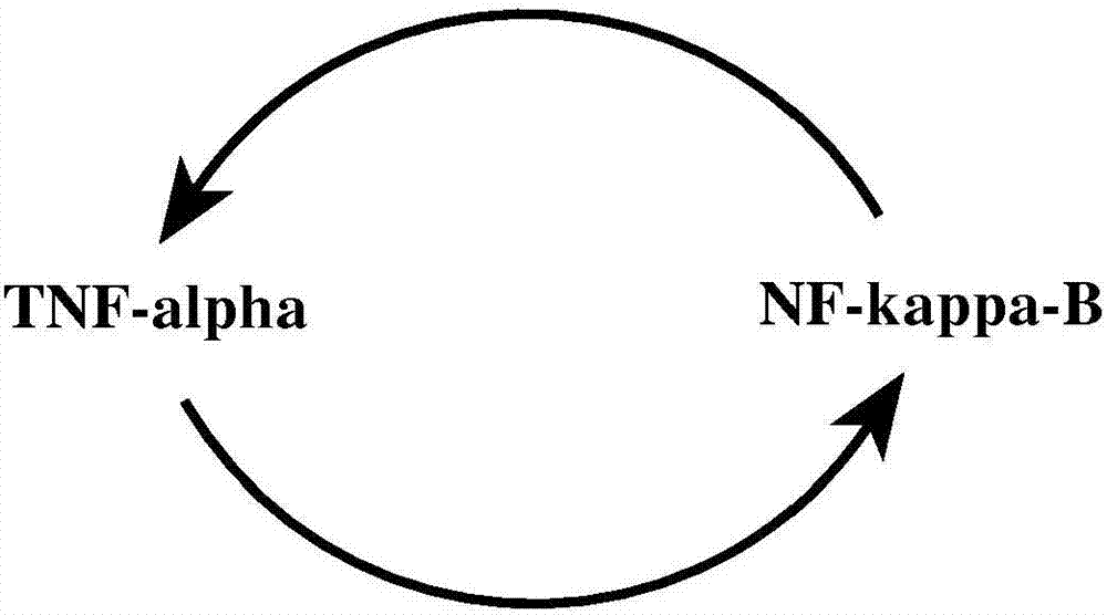 用于治疗疾病和病症的NFκB活性的抑制剂的制造方法与工艺