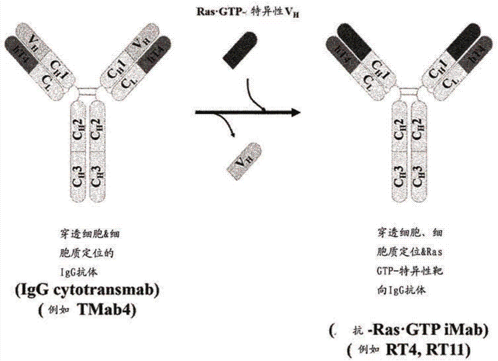 使用能夠穿透細胞質的完整免疫球蛋白類型的抗體抑制在細胞中活化的RAS的方法及其用途與流程