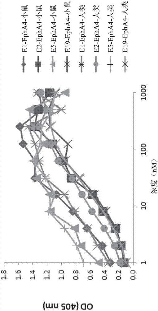 針對(duì)EPHA4的人類(lèi)單克隆抗體和其用途的制造方法與工藝