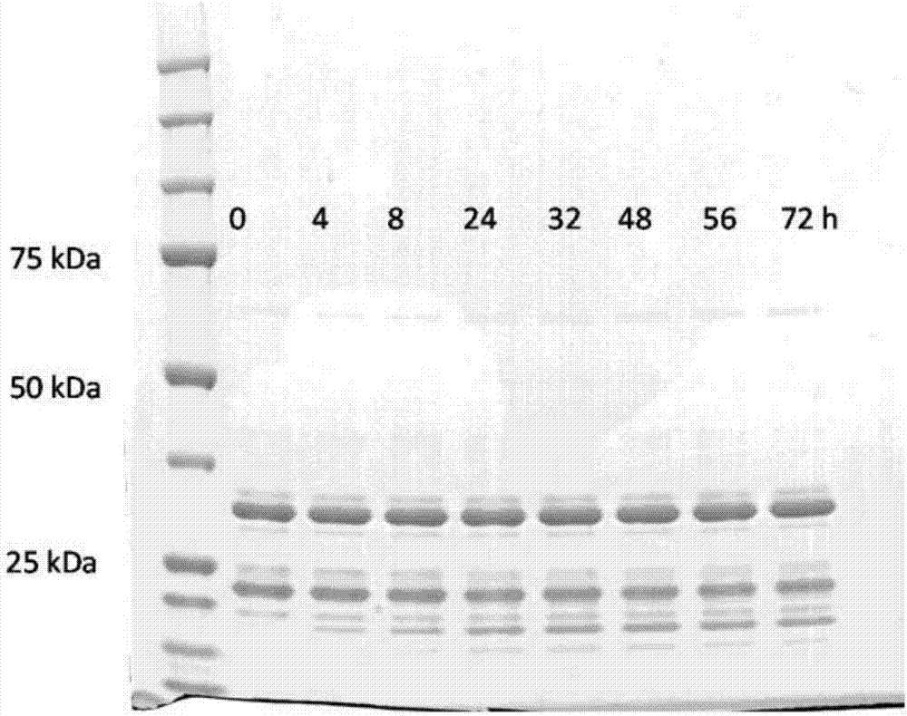 采用分选酶的单步骤双多肽缀合酶促一锅反应的制造方法与工艺
