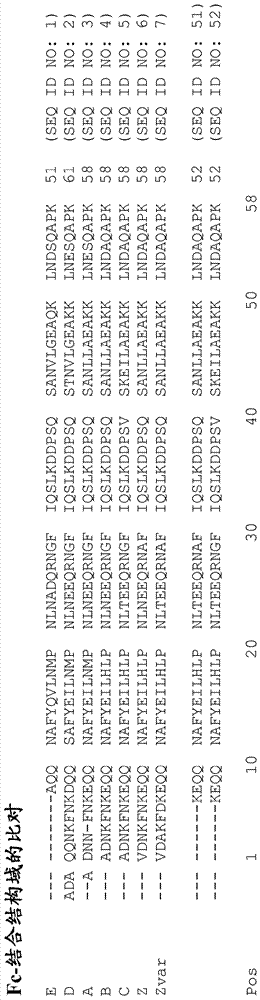 突变的免疫球蛋白‑结合多肽的制造方法与工艺