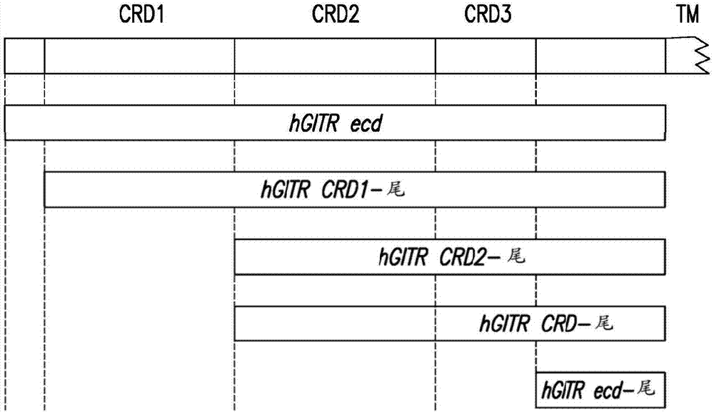 用于增強(qiáng)的免疫應(yīng)答和癌癥治療的組合物和方法與流程