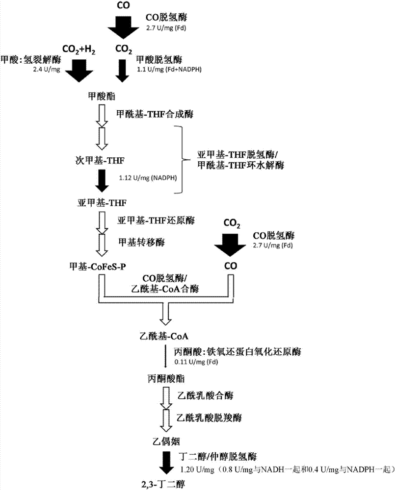 呈現(xiàn)通過發(fā)酵路徑的增大的通量的重組微生物的制造方法與工藝