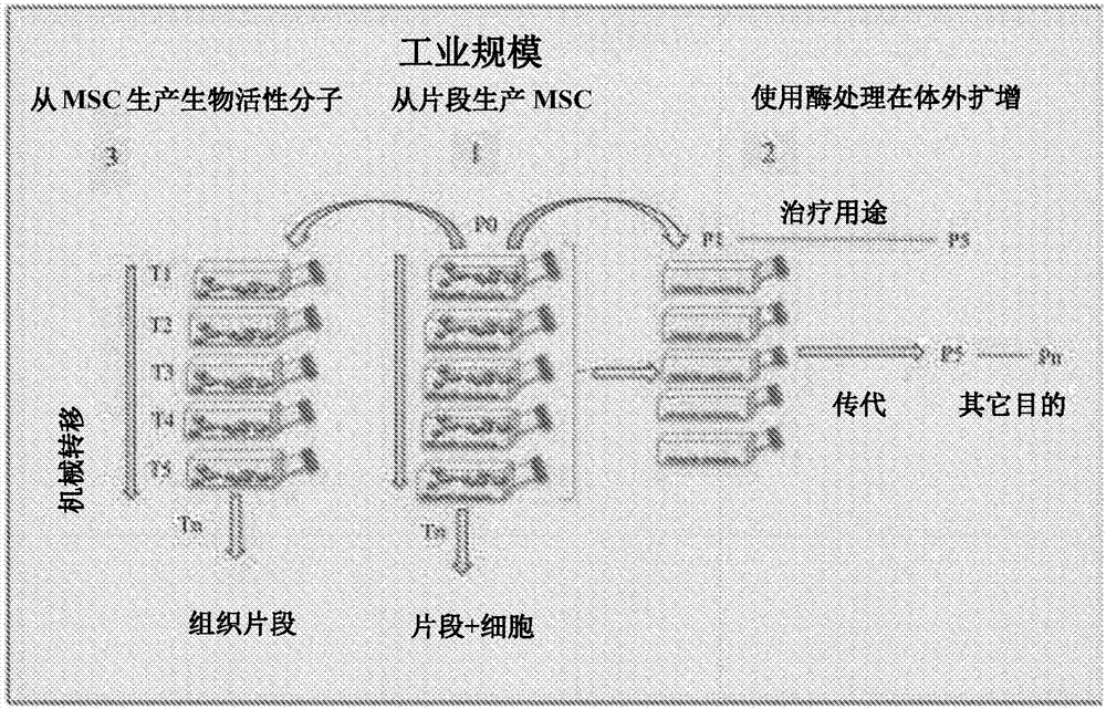 干细胞组合物和生产用于治疗应用的干细胞的方法与流程