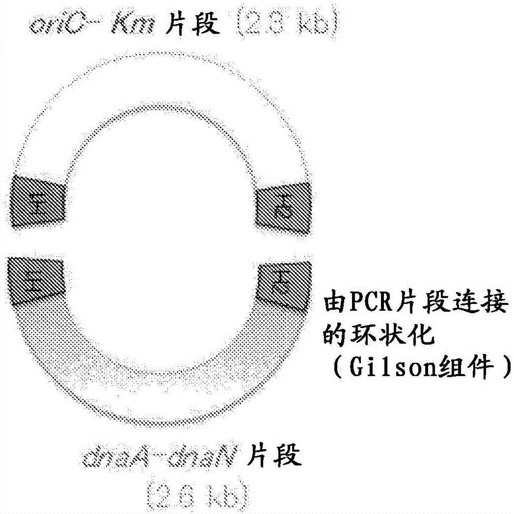 環(huán)狀DNA的擴(kuò)增方法與流程