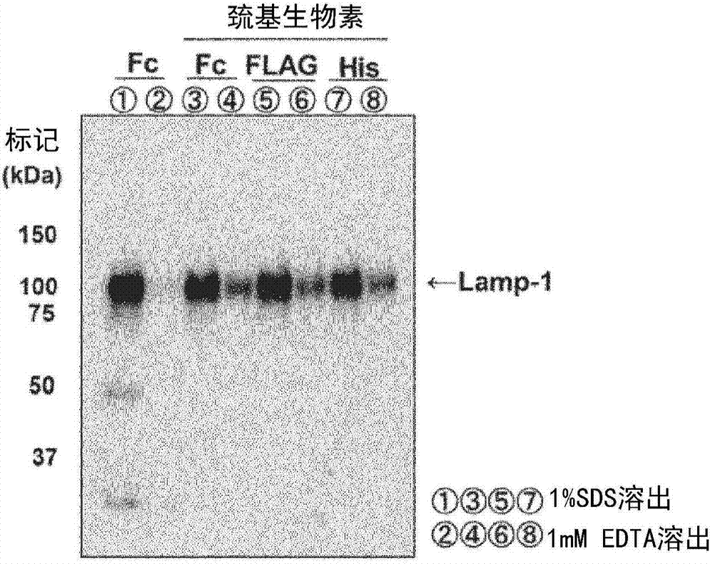 Tim蛋白质结合载体、使用该载体的细胞外膜囊泡及病毒的取得方法、除去方法、检测方法、以及包括该载体的试剂盒与流程