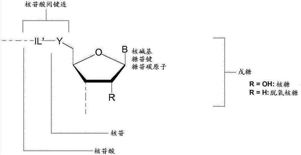 反義寡核苷酸作為TGF?R信號傳導(dǎo)的抑制劑的制造方法與工藝