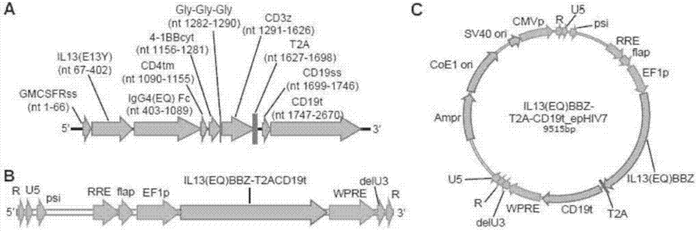 靶向IL13Rα2的共刺激嵌合抗原受体T细胞的制造方法与工艺