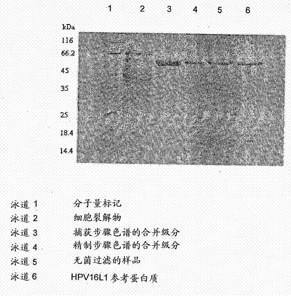 具有優(yōu)異免疫學(xué)特性的優(yōu)異的人乳頭瘤病毒抗原和含有其的疫苗的制造方法與工藝