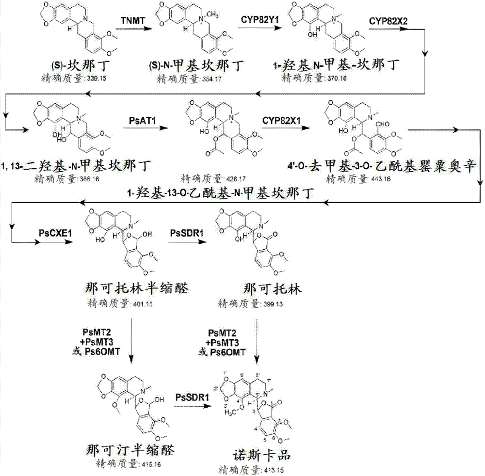 產(chǎn)生類諾斯卡品的微生物以及其制備和使用方法與流程