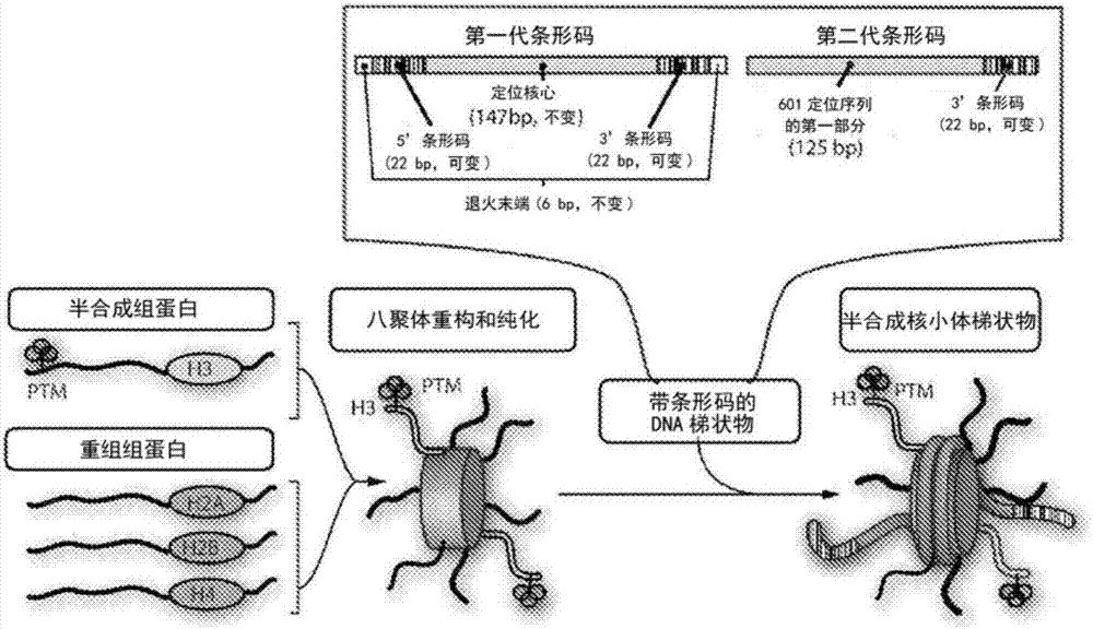 用于定量評(píng)價(jià)DNA?蛋白質(zhì)復(fù)合物密度的組合物和方法與流程