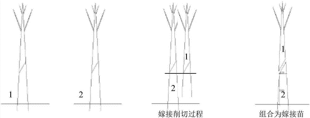 一種提高茄果類嫁接成活率的削切方法與流程