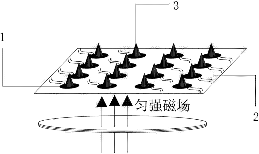 一种用于人体电信号测量的柔性微电极阵列及制作方法与流程