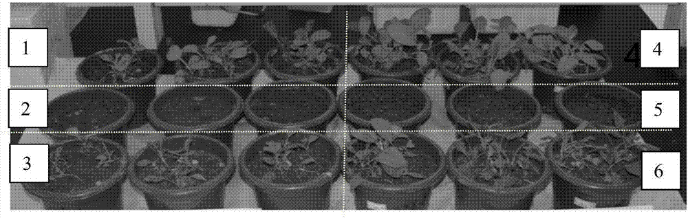 一種皇竹草生物炭及其應(yīng)用的制造方法與工藝