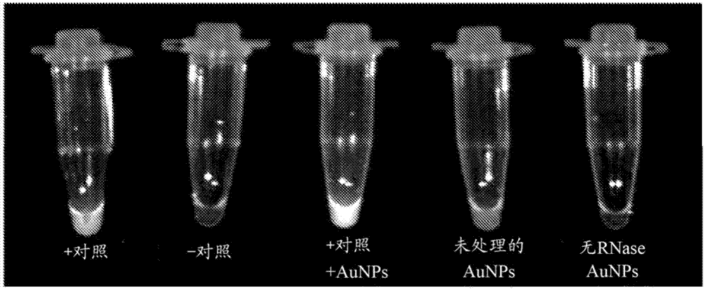 多價RNA納米顆粒組合物的制作方法與工藝