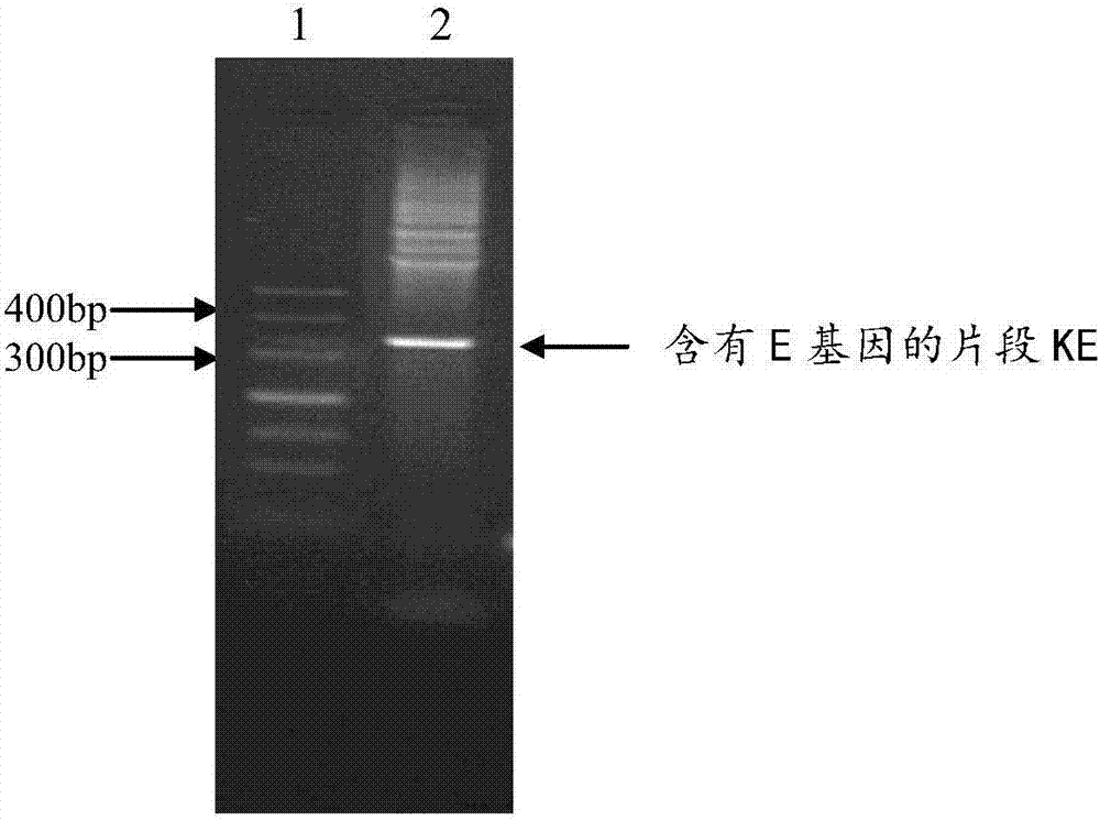 一種含有結核病變態反應原CE的藥物組合物的制作方法與工藝