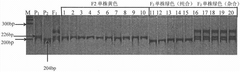 黃瓜幼葉黃化基因的分子標(biāo)記方法與流程