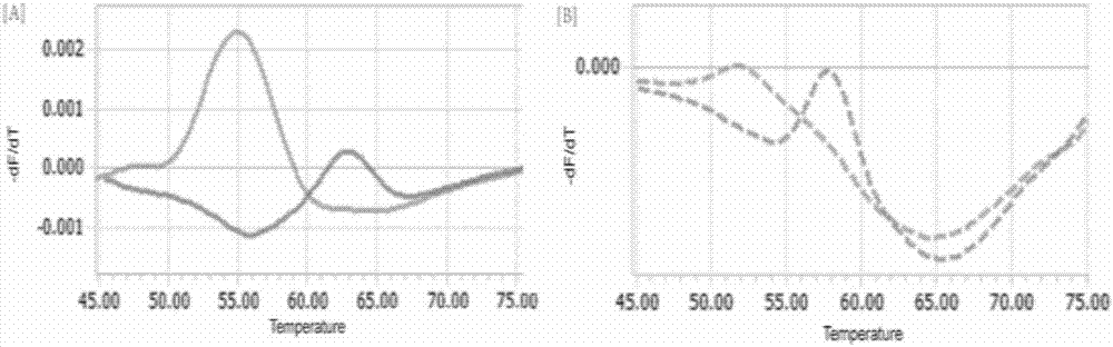 一种检测药物性耳聋的PCR荧光分子信标探针的制作方法与工艺