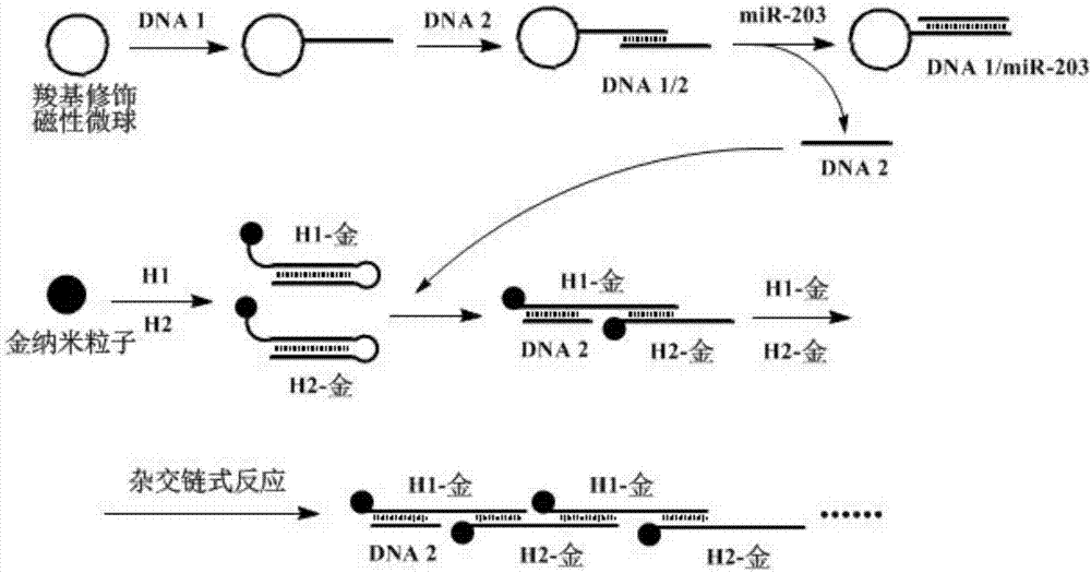 miRNA和/或具有核酸適配體的靶標(biāo)分子的檢測方法及檢測探針與流程