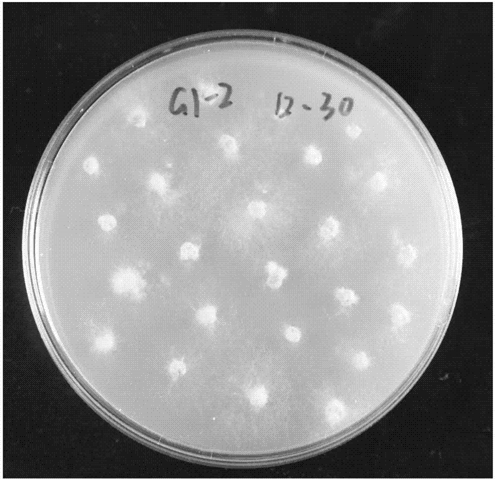 一種以米粒作為培養(yǎng)基質(zhì)的金針菇轉(zhuǎn)化方法與流程