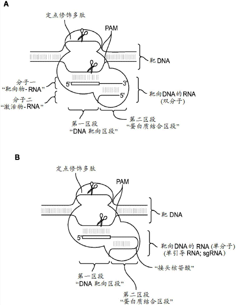 用于rna定向的靶dna修饰和用于rna定向的转录调节的方法和组合物与