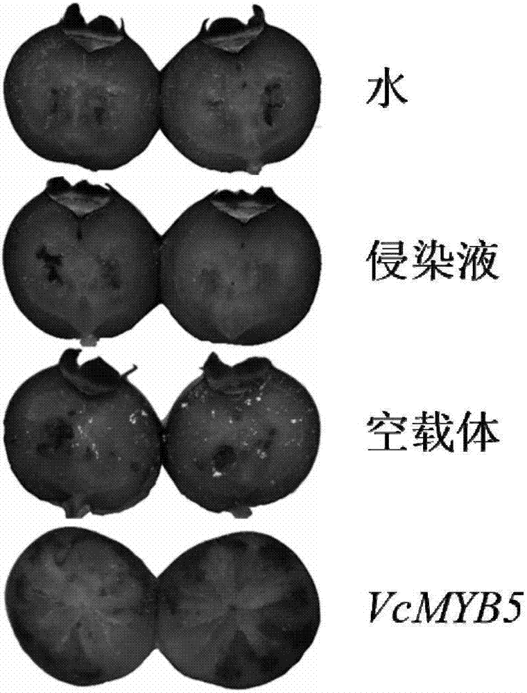 调控蓝莓果实中花青素含量的蛋白及其编码基因与应用的制造方法与工艺