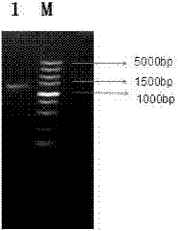 一種棉花GbDRP42734基因、編碼蛋白及應(yīng)用的制造方法與工藝