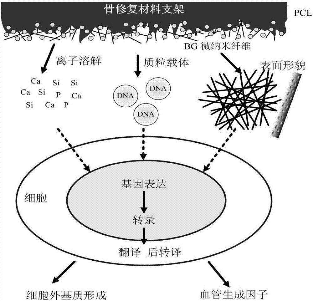 一种具有基因调控功能的硬组织工程支架的制备方法与流程