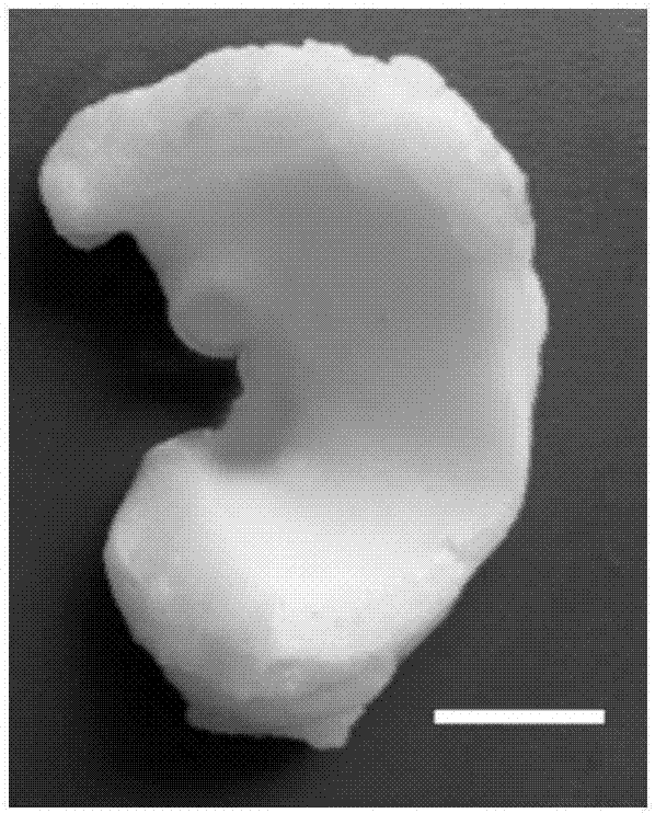 一種天然組織來源的半月板脫細(xì)胞材料及其制備方法與流程