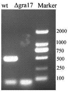 一株GRA17基因缺失的弓形蟲弱毒蟲突變株及其制備方法與流程