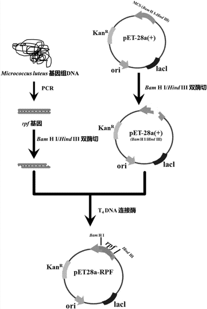 一种生产复苏促进因子的基因工程菌及其应用的制造方法与工艺