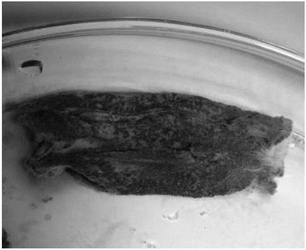 一种快速、大量获得菜心炭疽病菌分生孢子的培养方法与流程