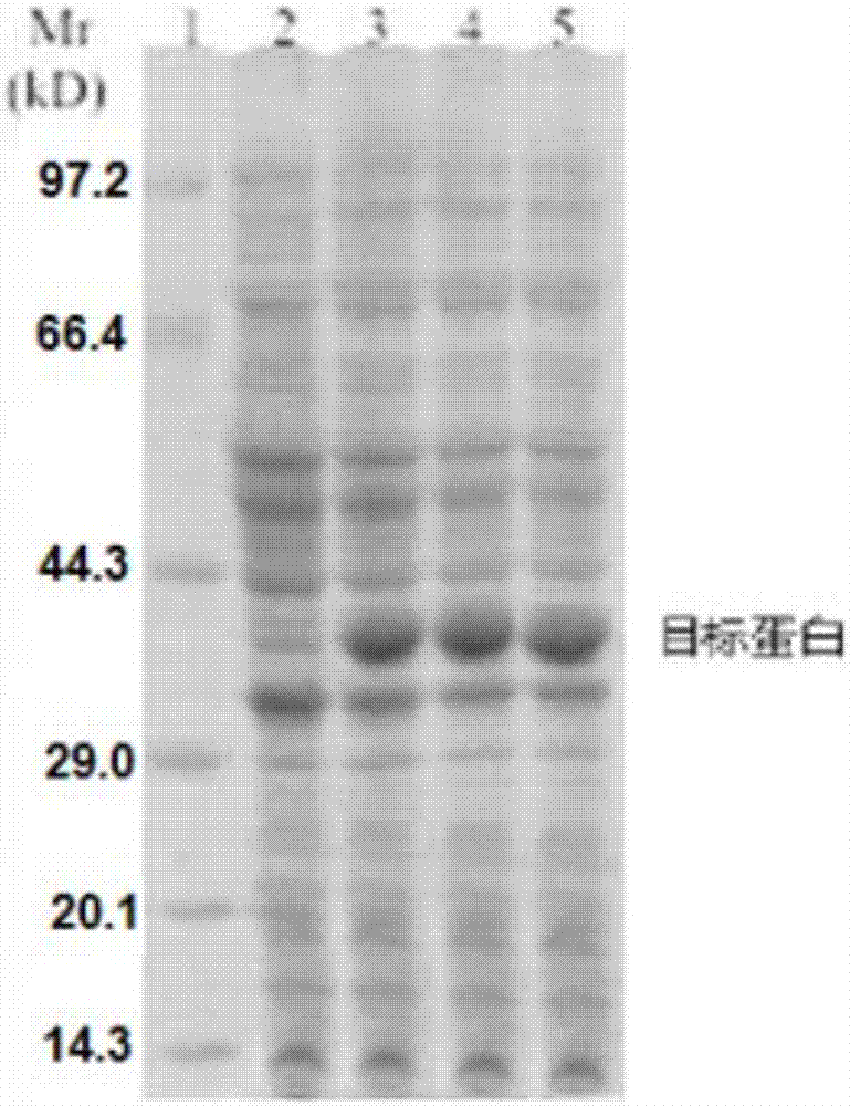 sH2a單克隆抗體雜交瘤細胞及其單克隆抗體和應用的制造方法與工藝