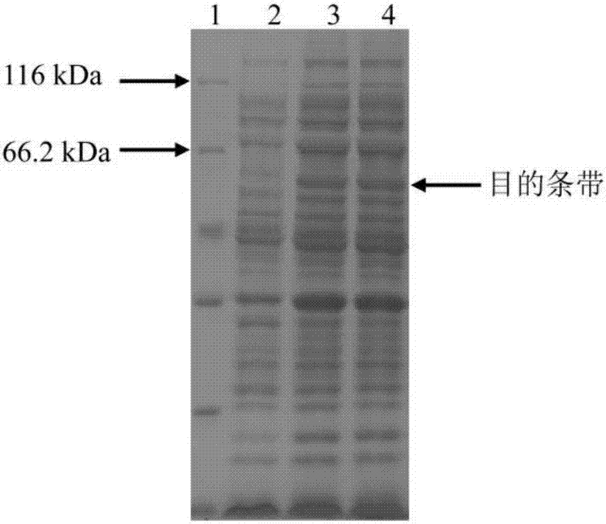 一種山桃醇腈酶PdHNL2及其編碼基因與應(yīng)用的制造方法與工藝