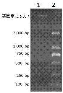 一種真菌菌絲體樣品的預(yù)處理方法與流程