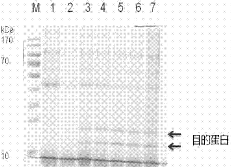 皺紋盤鮑超氧化物歧化酶及其制備方法和應用與流程