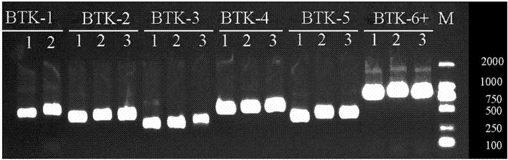 檢測(cè)BTK基因突變的方法、寡核苷酸及其應(yīng)用與流程