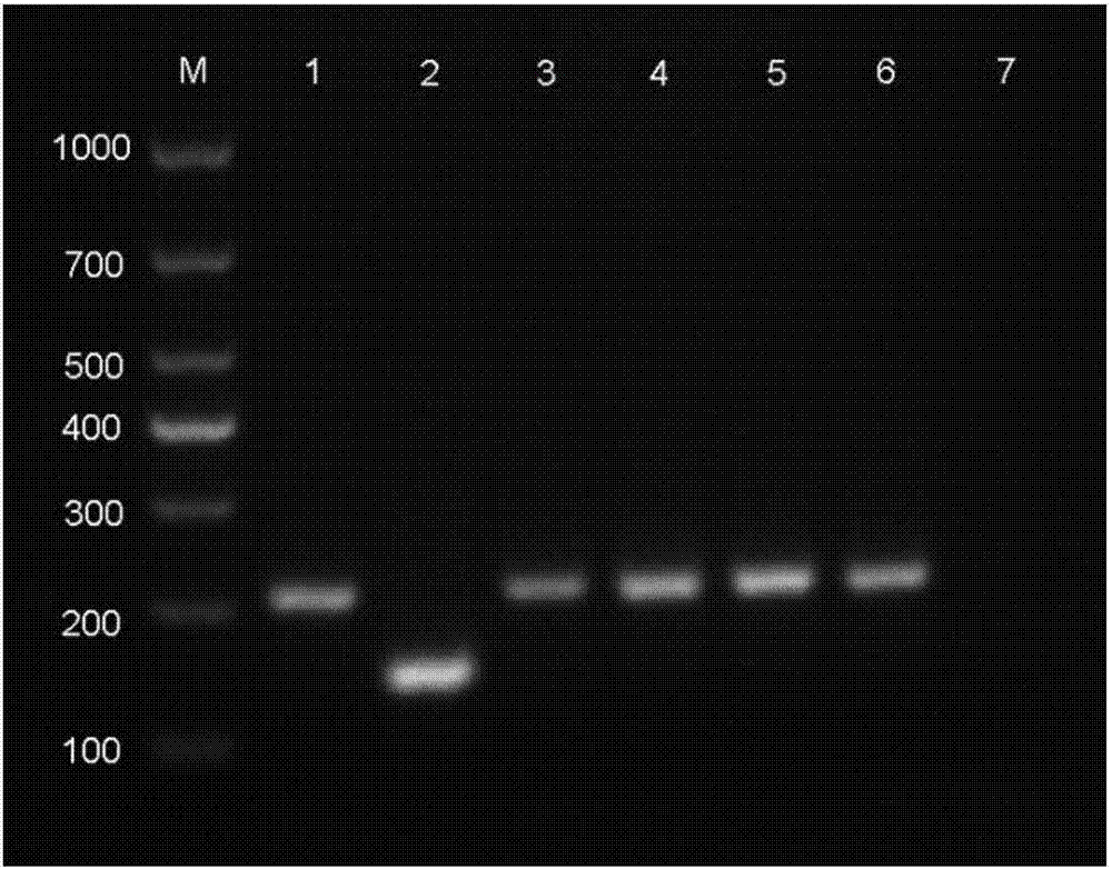 一種鑒別MG 6/85株的套式PCR檢測方法與流程