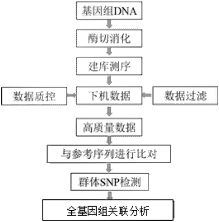 雞卷羽性狀主效基因的區(qū)間定位方法及應(yīng)用與流程