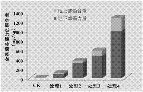 一種鎘污染土壤的植物修復(fù)方法與流程