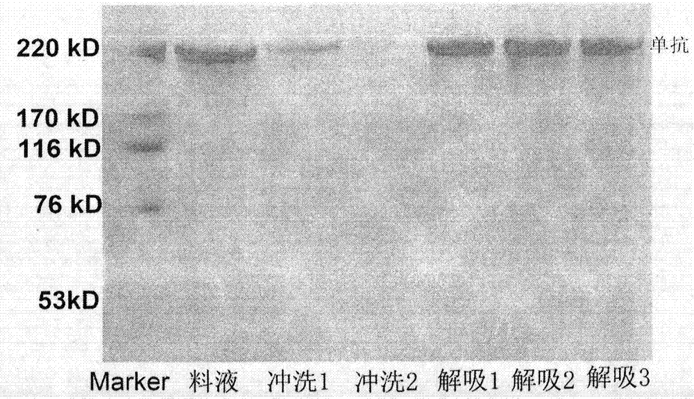 一种基于磁性微球的抗体分离的方法与流程