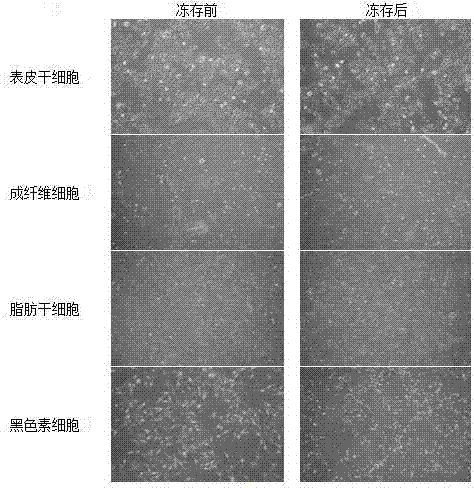 一種細胞凍存方法及細胞凍存液與流程